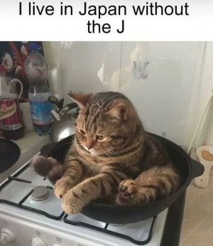 cat.jpg