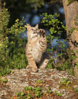 Bobcat with paw up.jpg