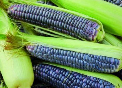 Blue corn.jpg