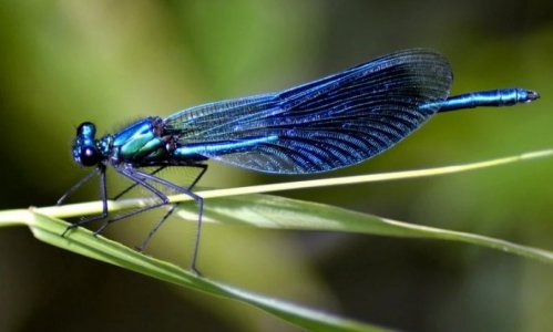 Blue Dragonfly.jpg