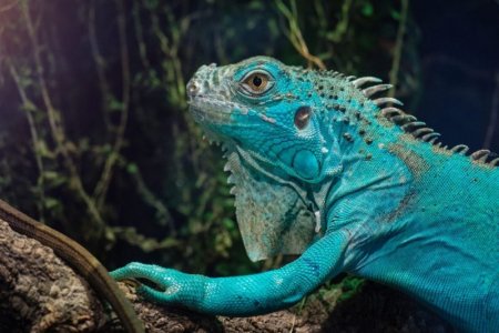 Blue Iguana.jpg