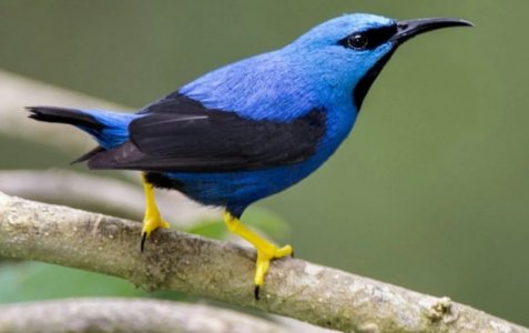 Blue Honeycreeper.jpg