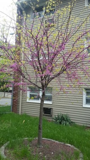 Blooming Tree.jpg