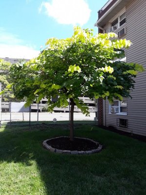 Blooming Tree Matured.jpg