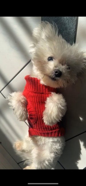 finn red sweater.jpg