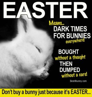 easter_bunnies.jpg