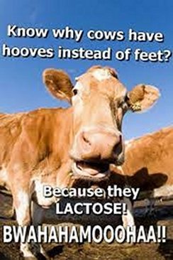 theylactose.jpg
