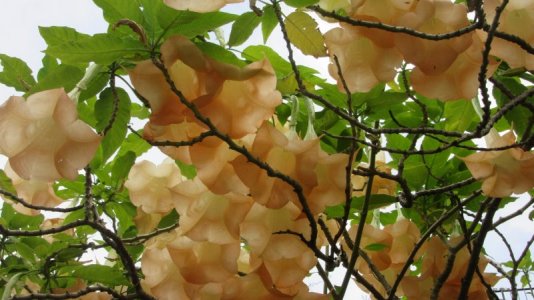 IMG_7236.jpg IMG_7236.jpg