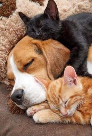 cattitude with dog 2.jpg