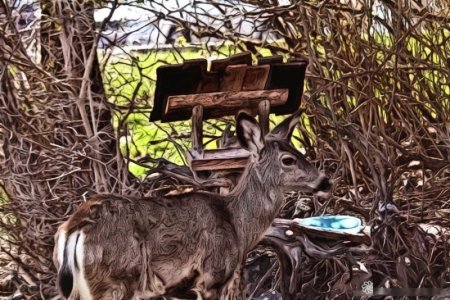 deer 3.jpg