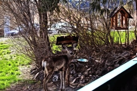 deer 4.jpg