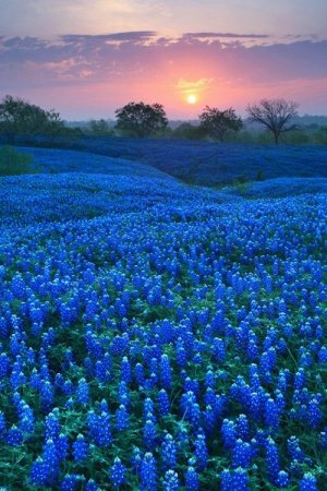 Bluebonnets.jpg