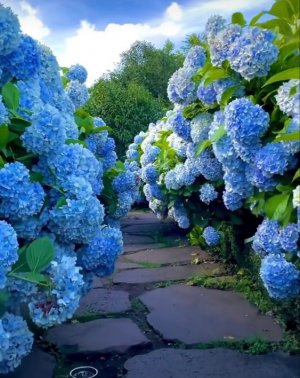 Blue Hydrangea.jpg