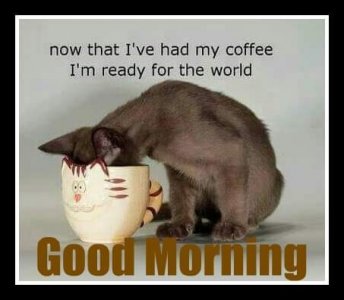 caaaat.jpg