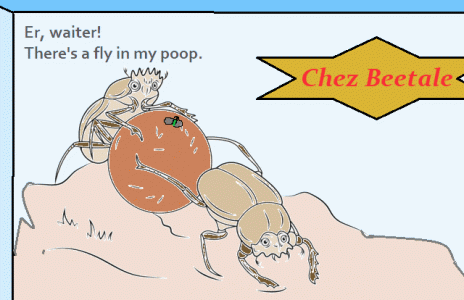 Dung beetles.gif