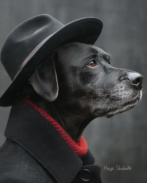 dog10.jpeg