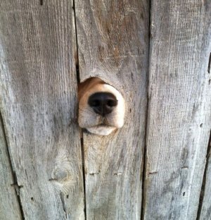 oh hi.jpg