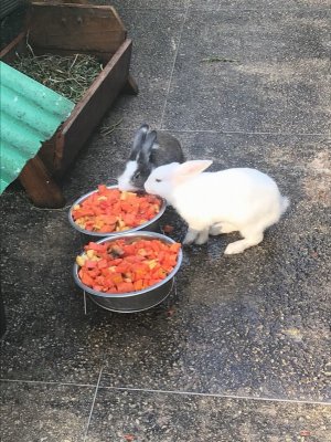 Bunnies Feeding.jpg