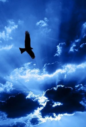 Eagle soaring.jpg