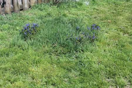 grape hyacinth.jpg