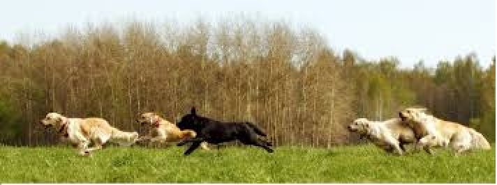running dogs.jpg