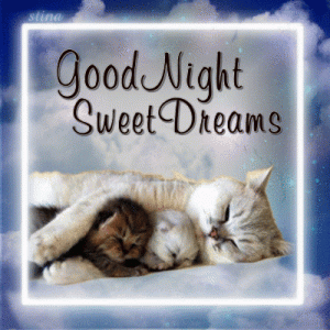 goodnight.cats.gif