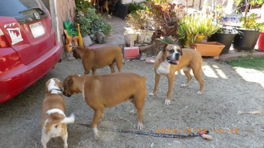 4 pups.jpg