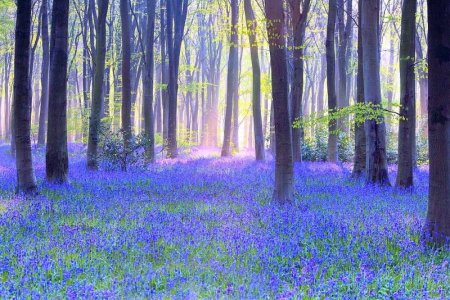 Bluebells.jpg