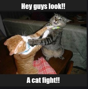 catfight.jpg