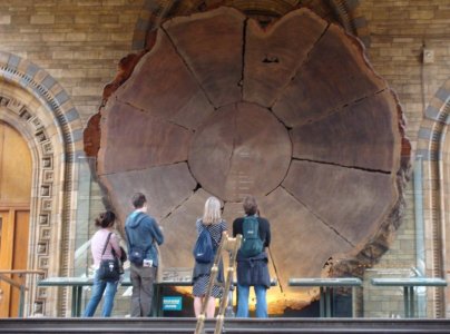 Redwood NHM.JPG Redwood NHM.JPG