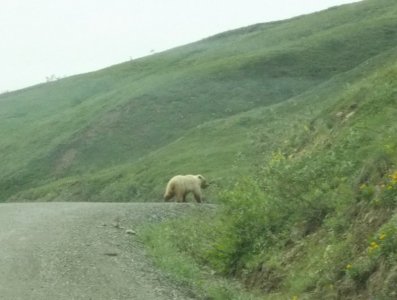 Alaskan Grizzly.jpg