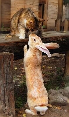 bunny_cat.jpg