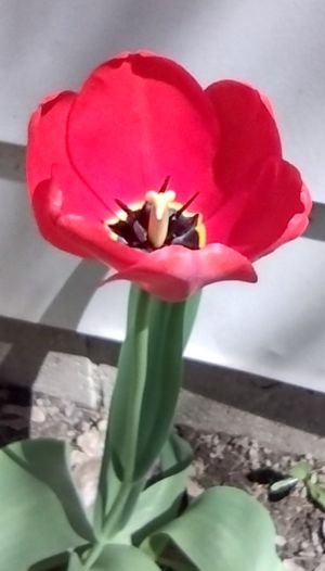 Tulip.jpg