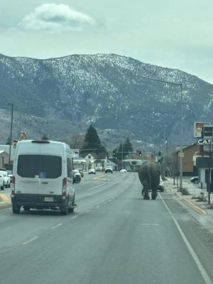 elephantstrollingdownstreet041624.jpg