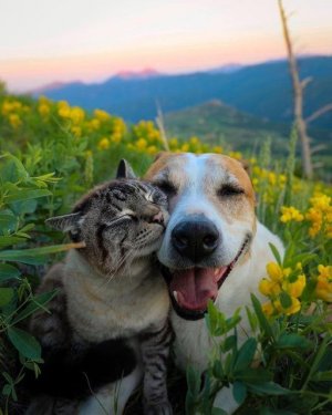 cute cat and dog 4.jpg