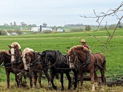 Amish guy plowing.jpg