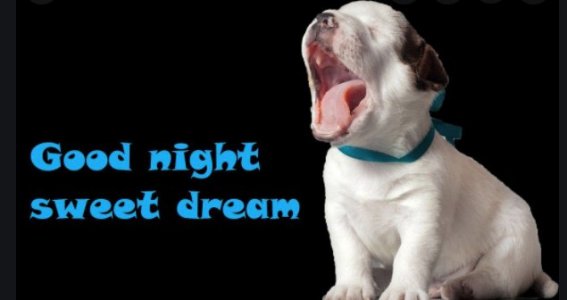 good night pup dreams.jpg