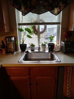 plants window 2.jpg