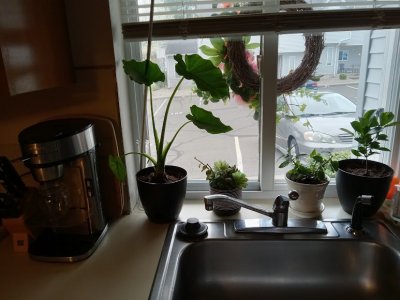 plants window 1.jpg