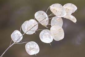 Lunaria (Silver Dollar Plant ...