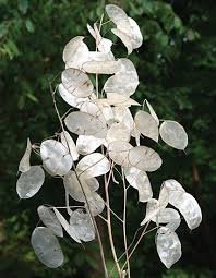 Money Plant Silver Dollar Flower Plants ...