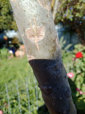 fairy image on my frangpani.jpg
