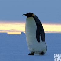 penguin.gif