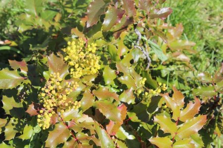 oregon grape holly.jpg