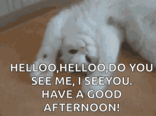 goodafternoon.kitty.gif