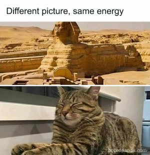 cat-memes-catsweek-22-65d6096fae375__700.jpg