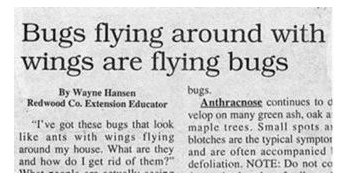 bugsarticle.jpg