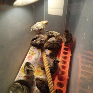 chicks.jpg chicks.jpg