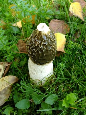 stinkhorn.jpg