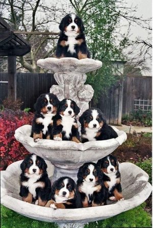 fountain of happy.jpg